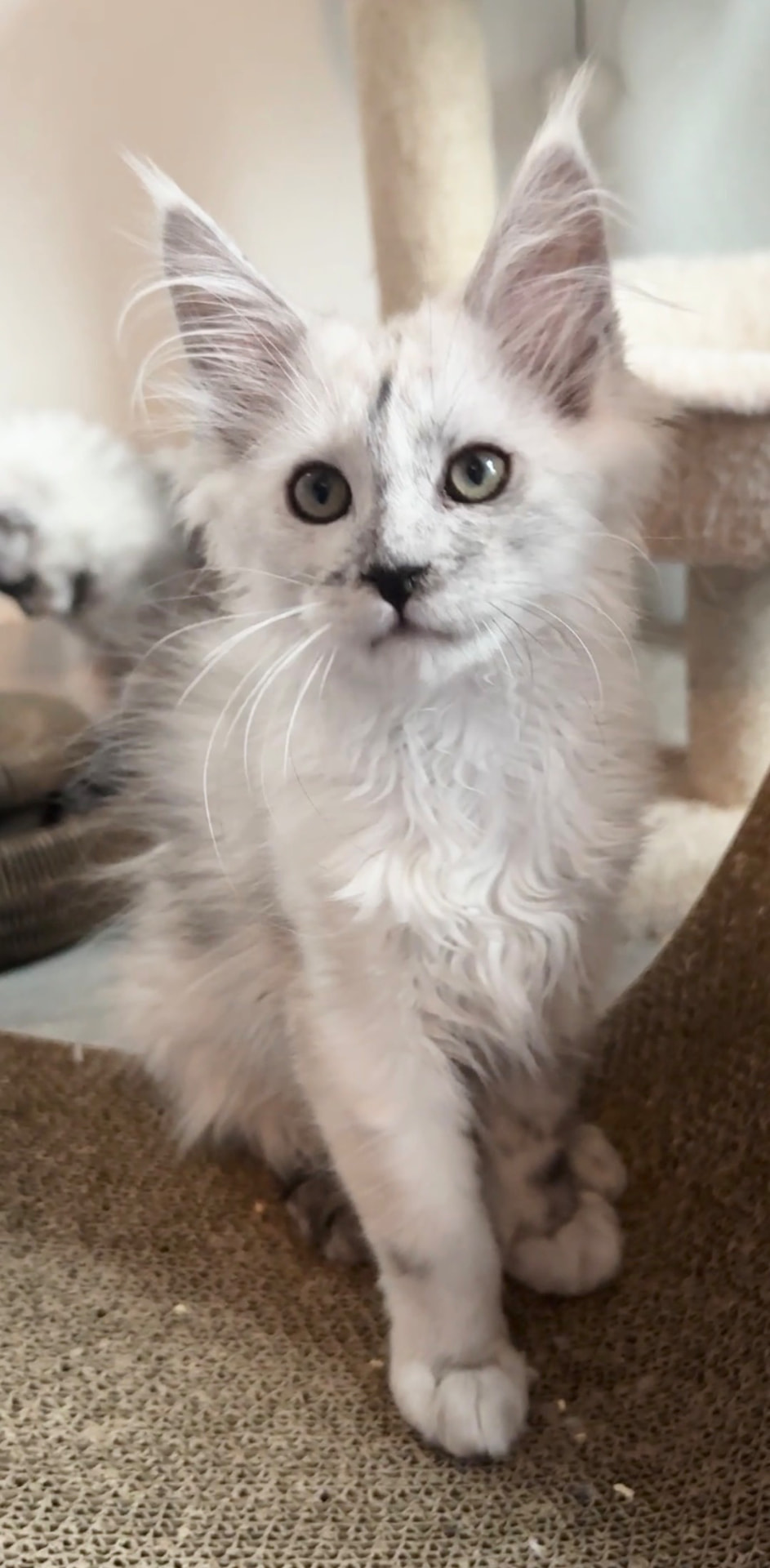 Arrow, European Maine Coon kitten