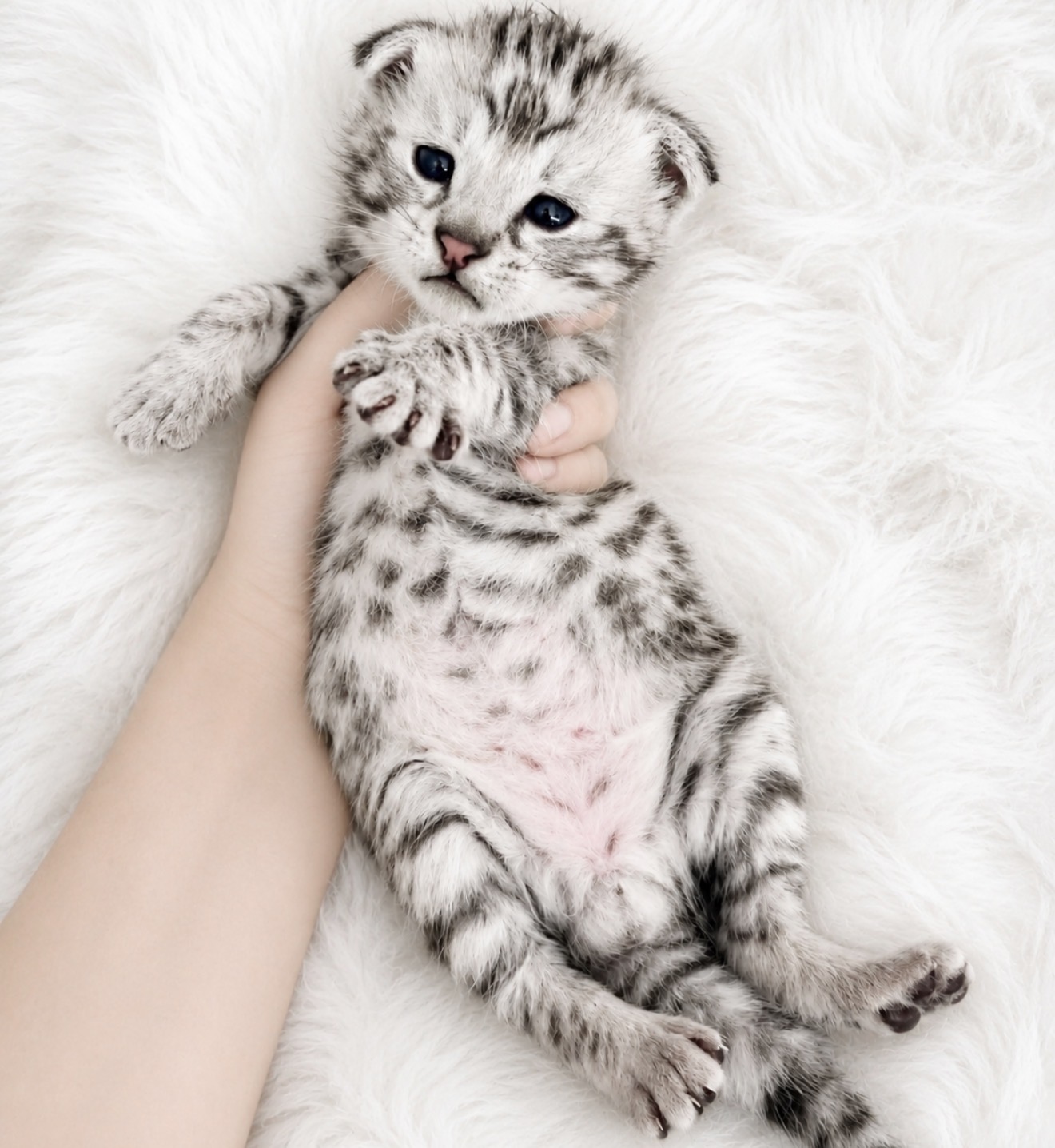 Silver #4, F1 Savannah kitten