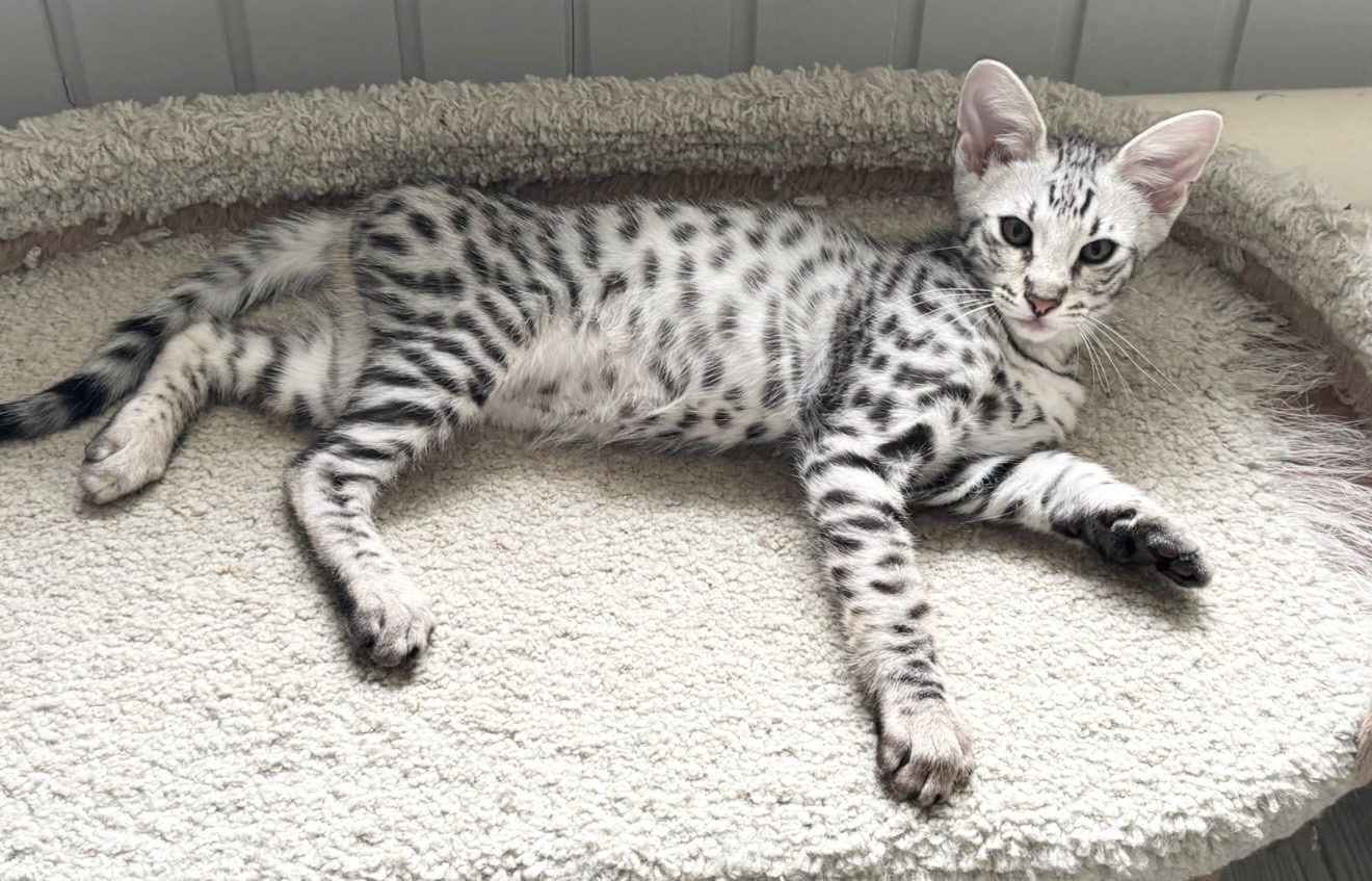 Flint, available silver male F2 Savannah kitten at Luxury Savannahs