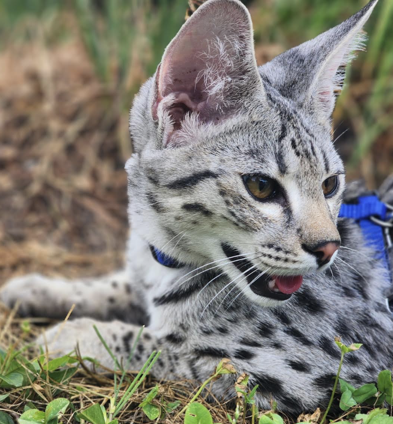 Storm, silver F2 Savannah, lying in the grass wearing his blue harness