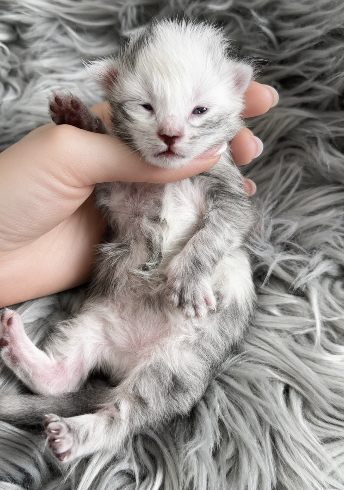 Nimbus, European Maine Coon kitten