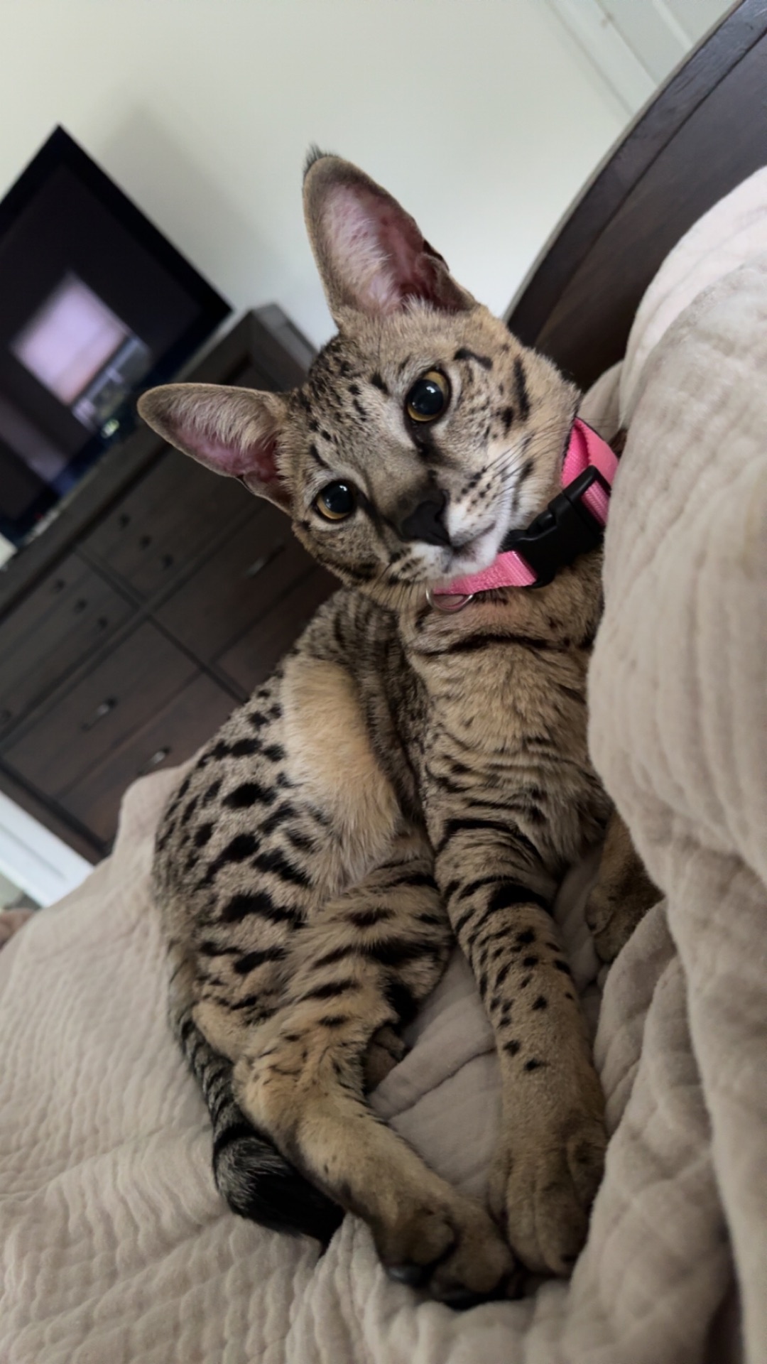 Annabelle curled up in a blanket with her pink collar