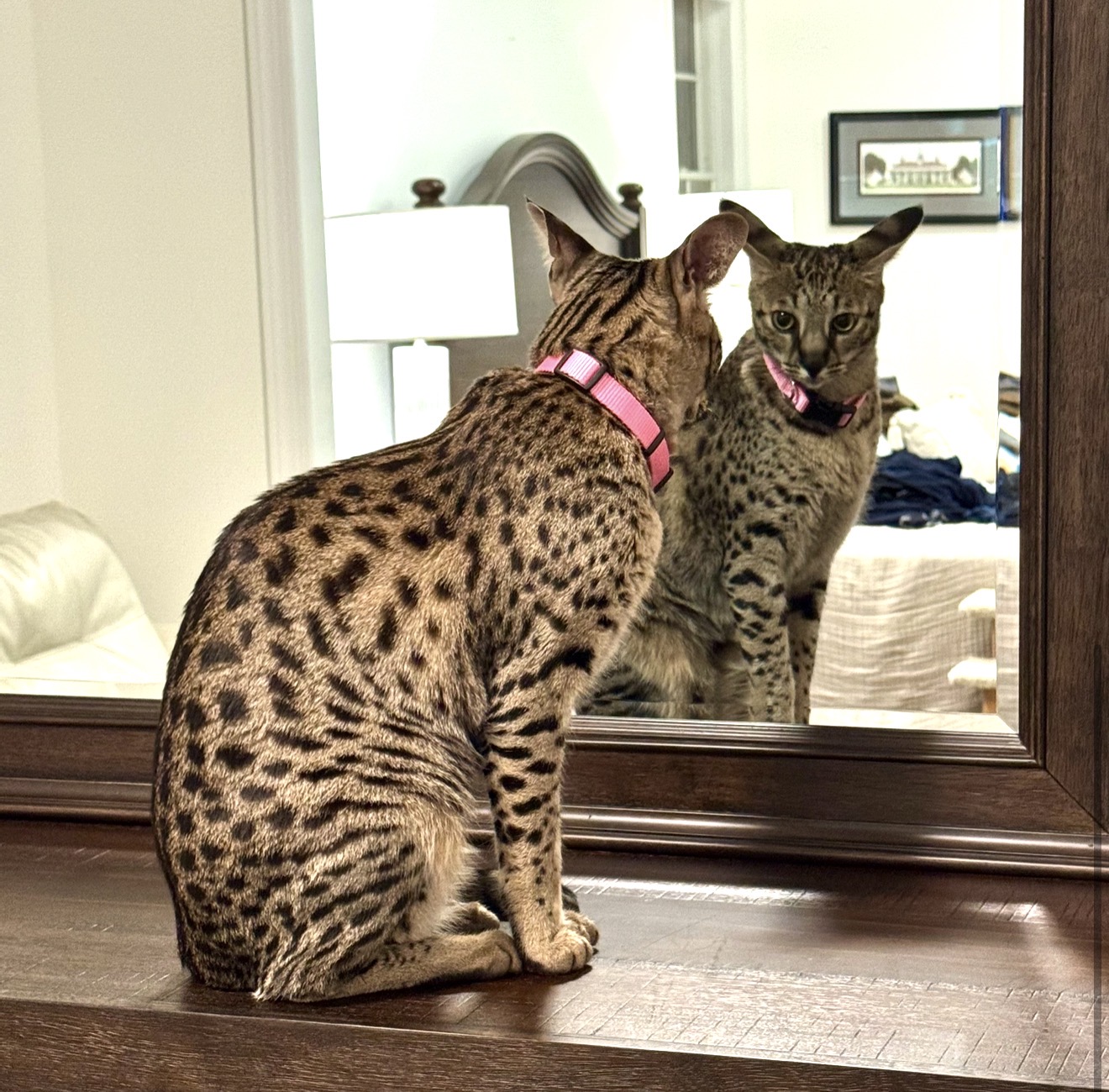 Annabelle studying her reflection in the mirror