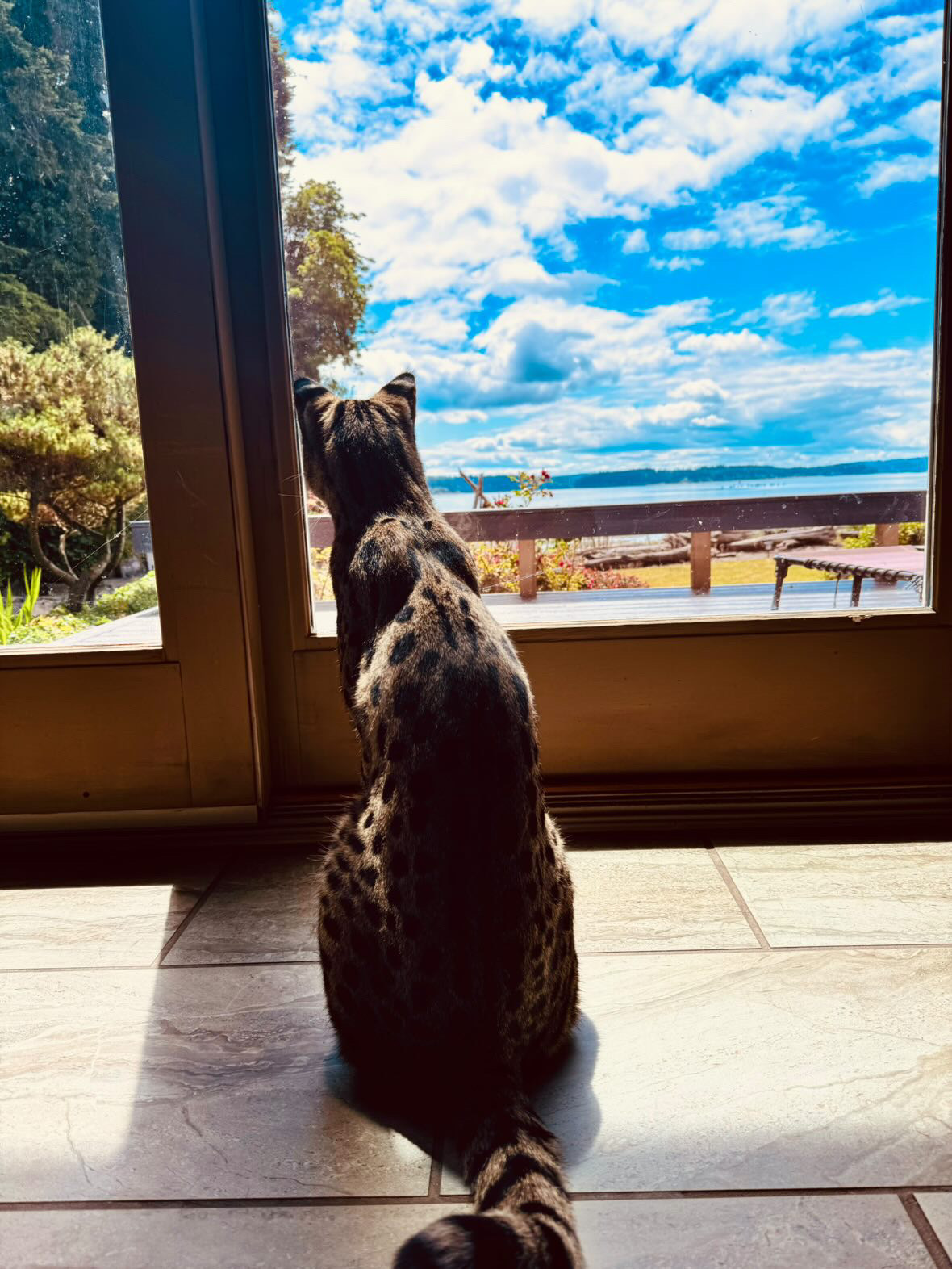 Odin watching the water from the doorway in Poulsbo, Washington