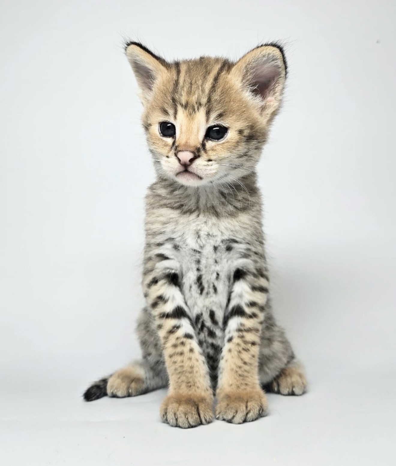 Penelope, photo 3
