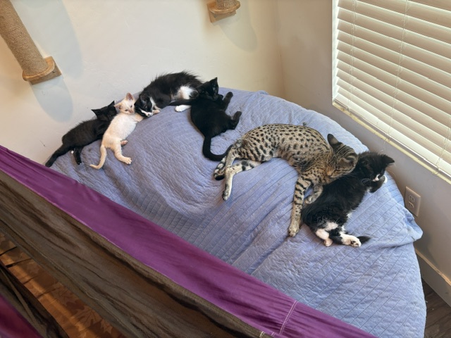 Muffin resting near a group of foster kittens on a bed