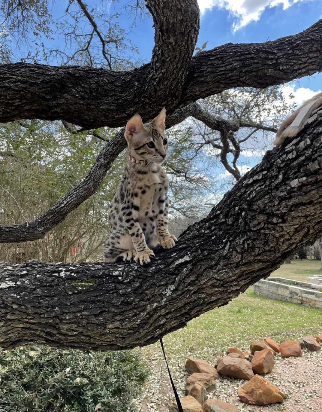 Savannah kitten outdoors on a harness, resting on a branch