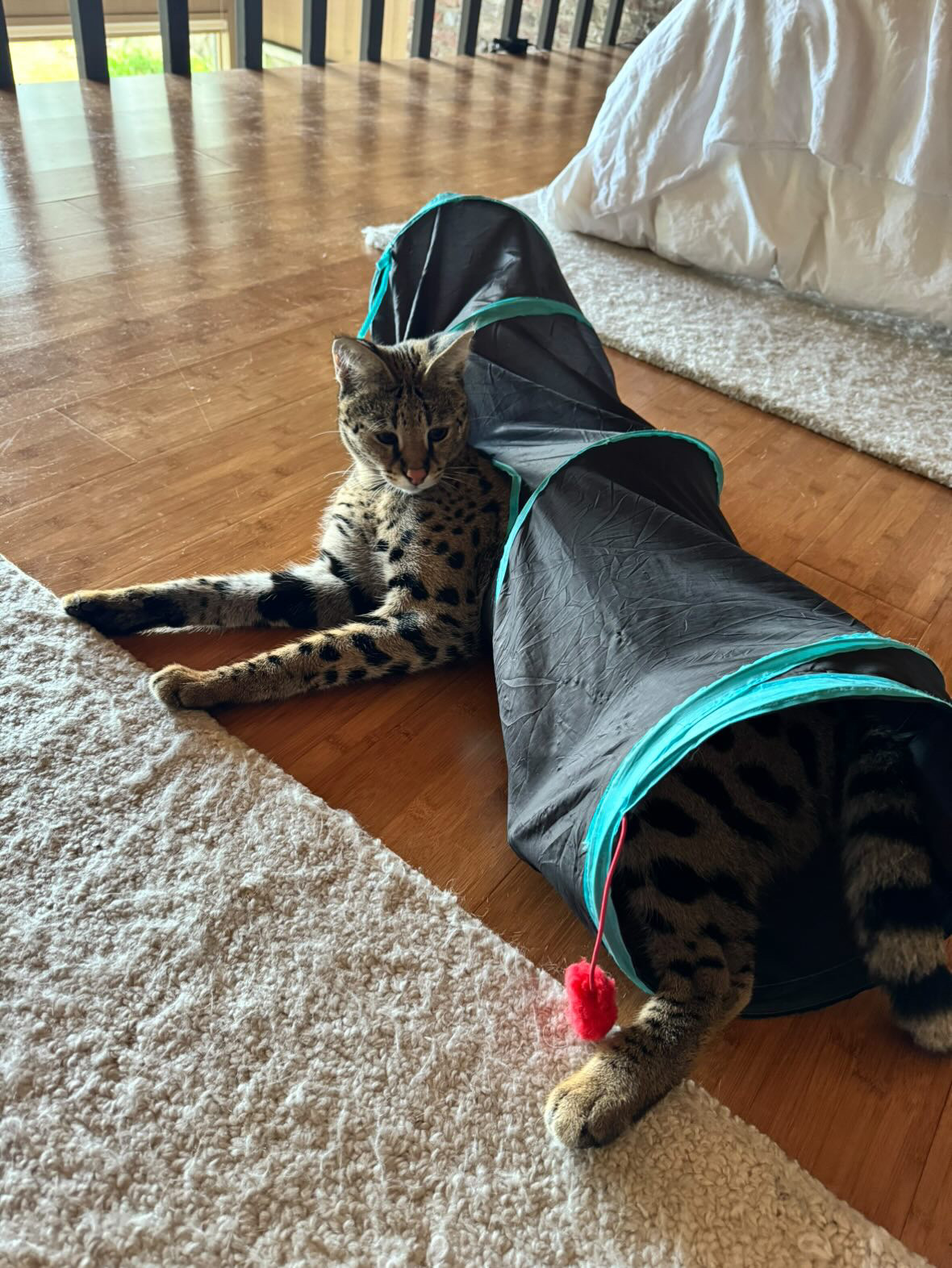 Odin playing in his tunnel