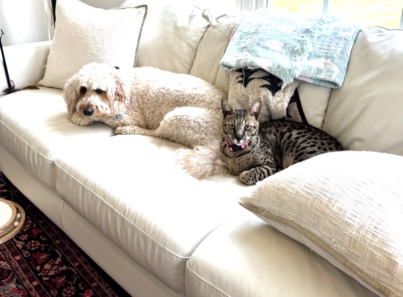 Annabelle relaxing on the sofa beside the family Goldendoodle