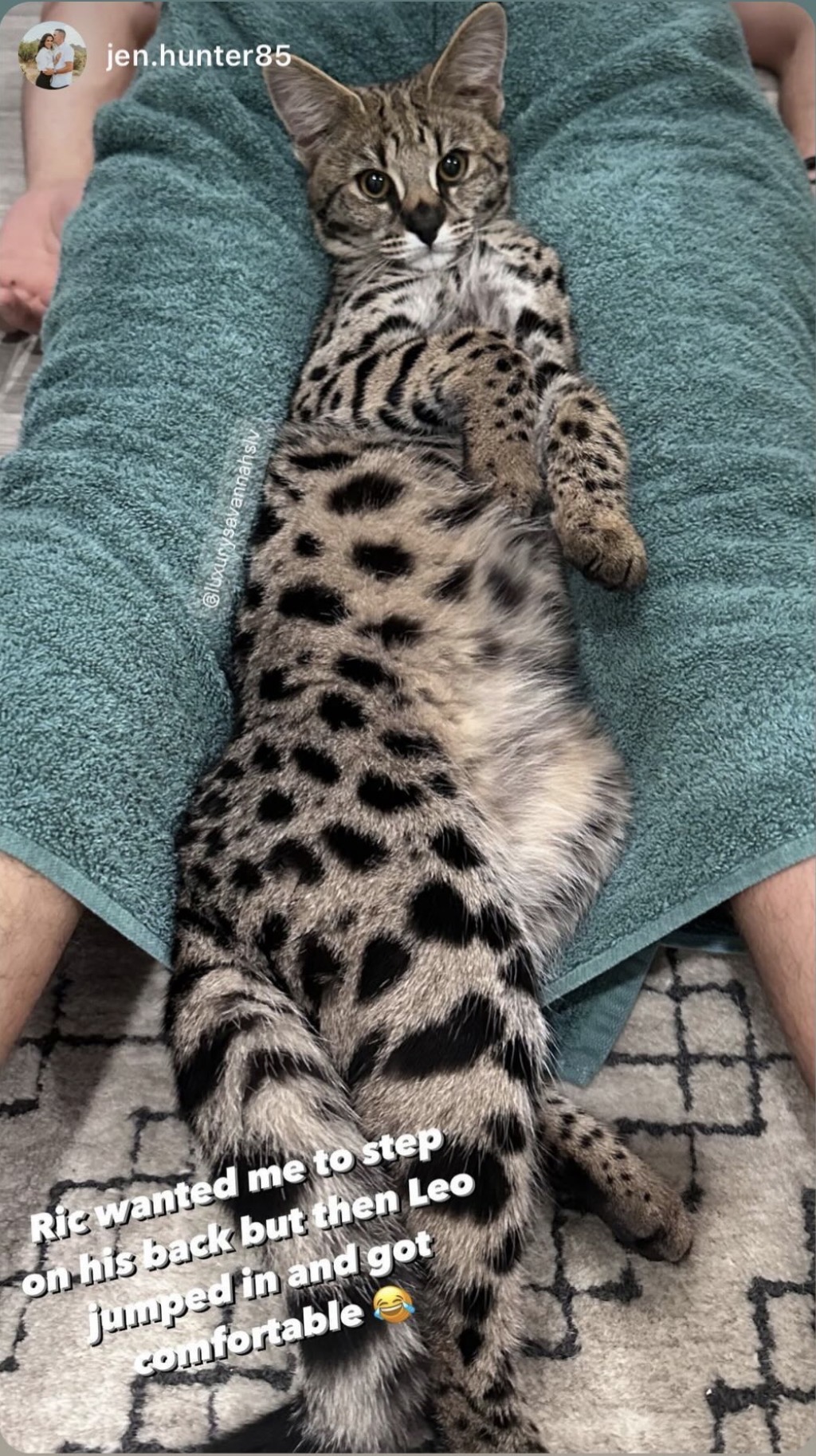 Leo settled comfortably across a lap at home