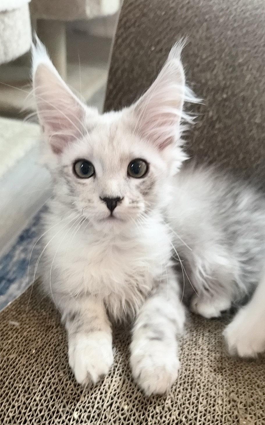 Nimbus, photo 3