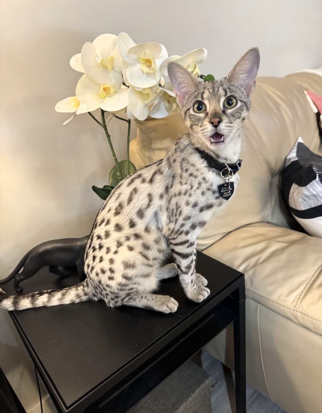 Luna beside orchids