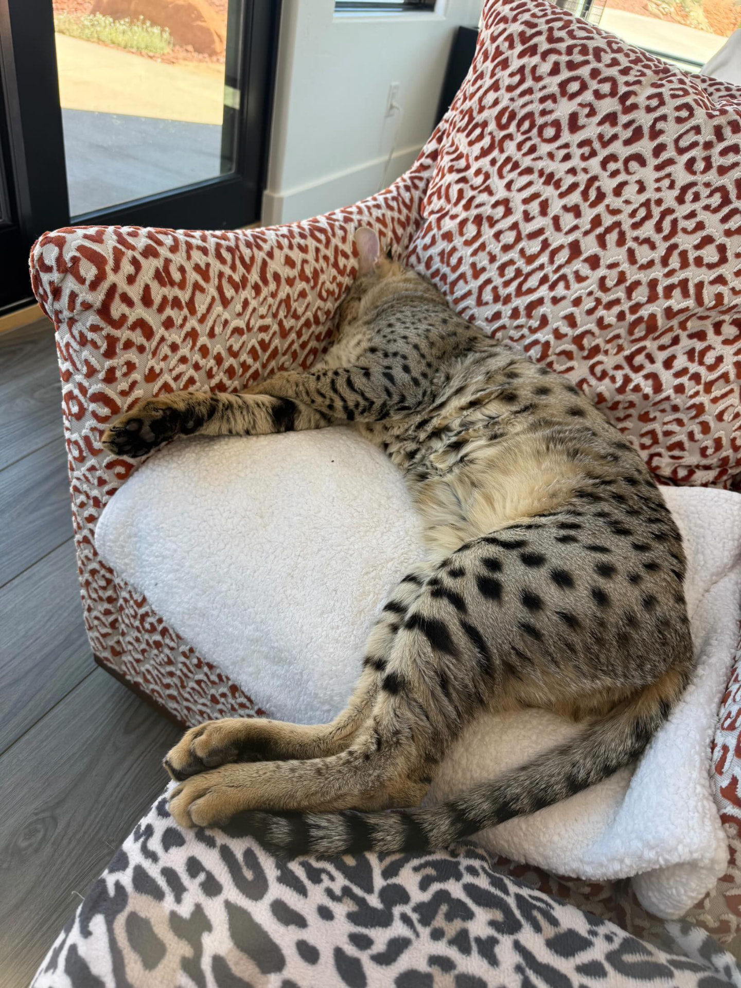 Curled up asleep in a leopard print chair