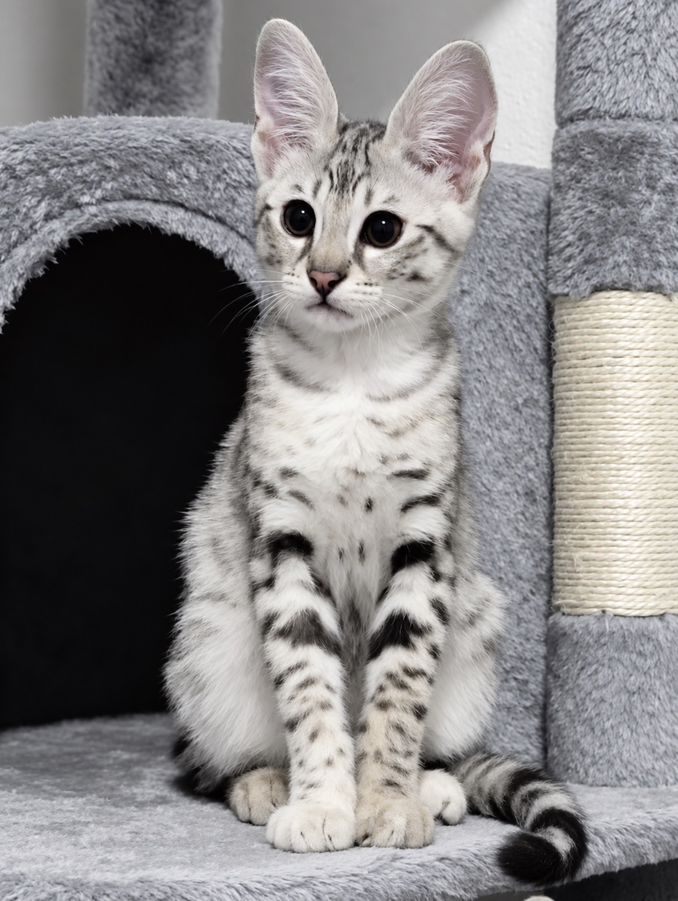 Zeke, F1 Savannah kitten