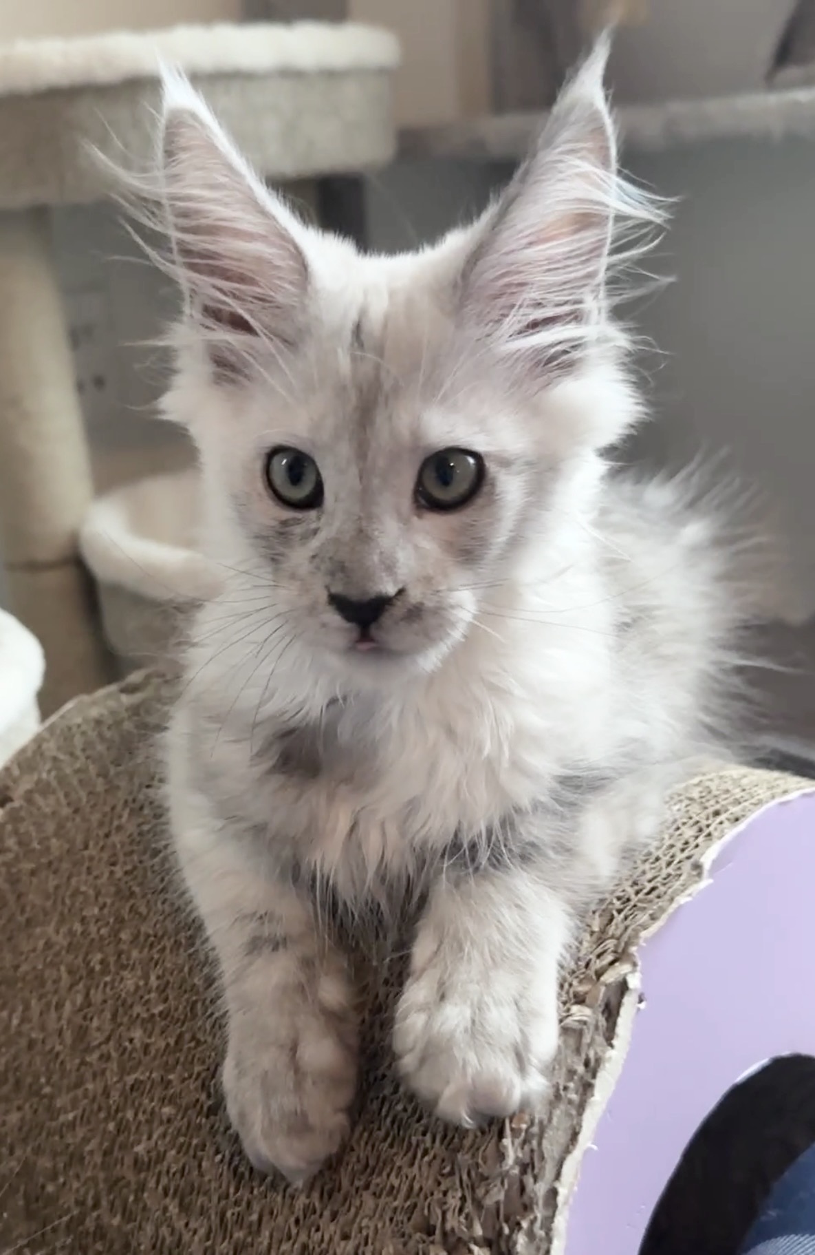 Appa, European Maine Coon kitten