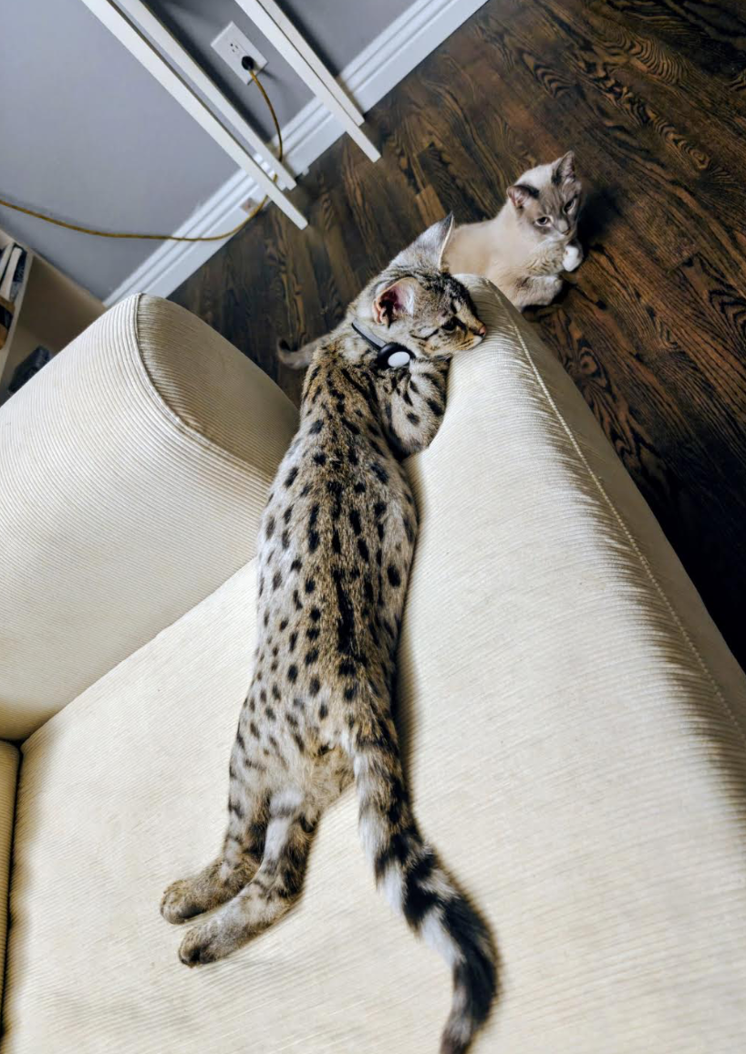 Oreo stretched out on a cream sofa at home