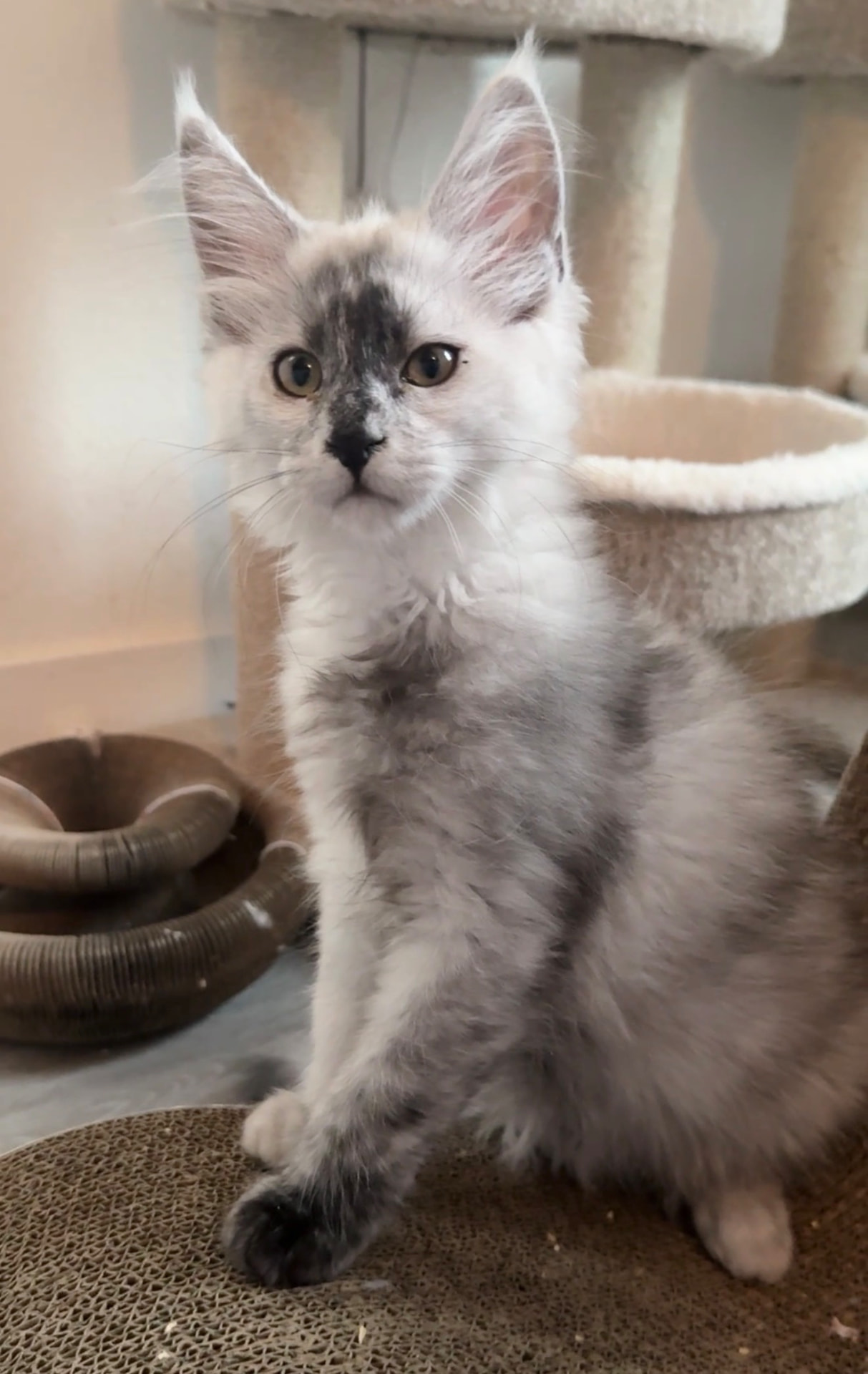 Bandit, photo 2