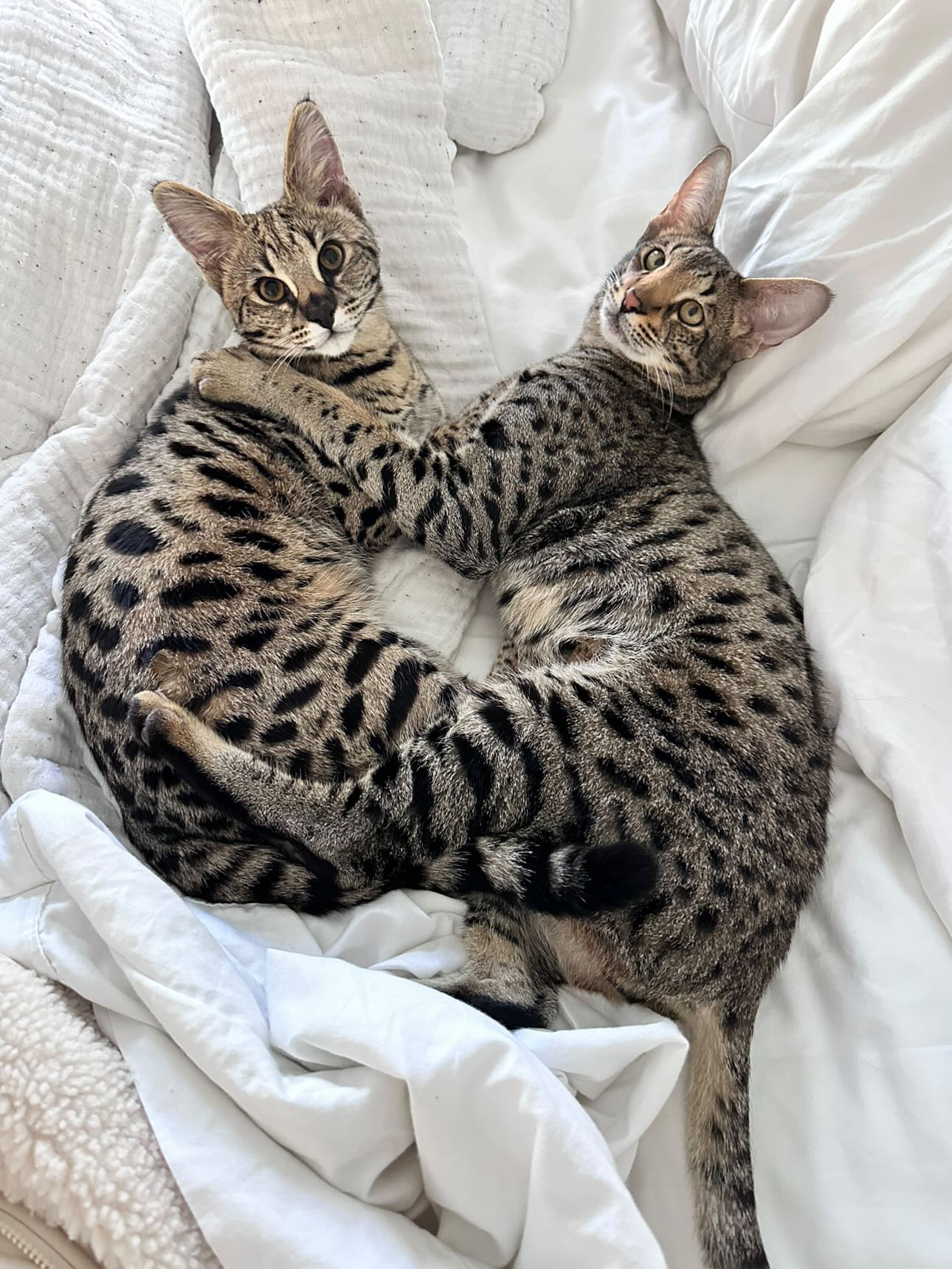 Raj and Leo resting together, curled into each other