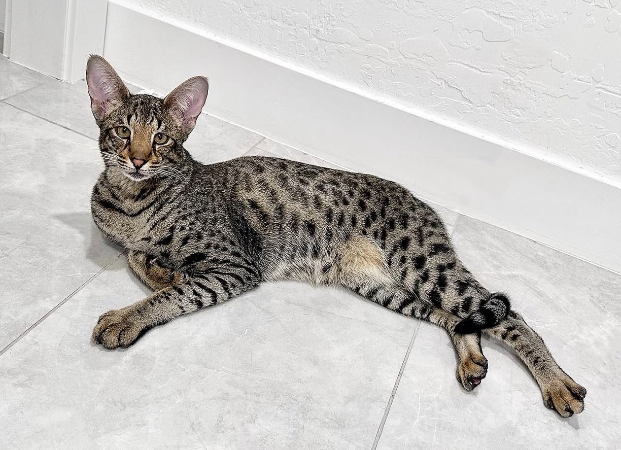 Raj lying against the wall, full length on display