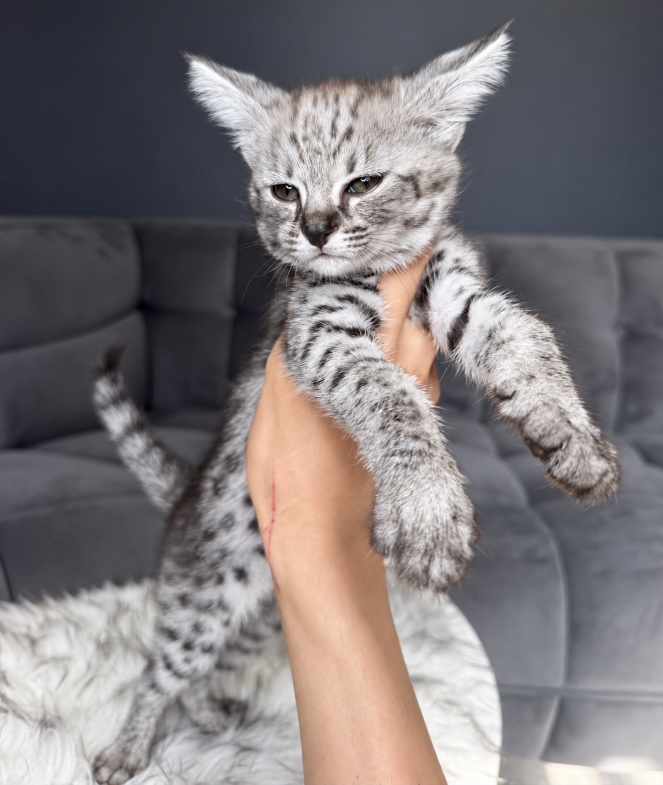 Cleo, F1 Savannah kitten
