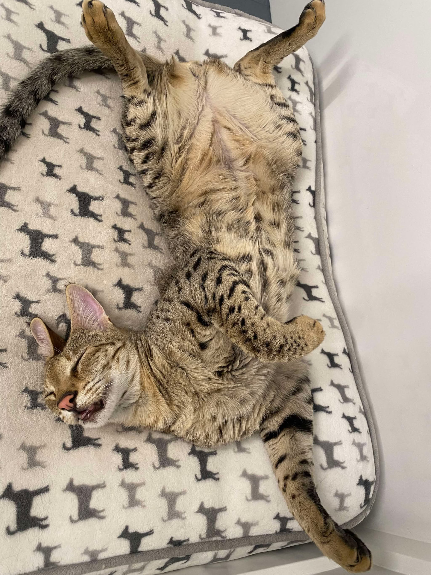 Fast asleep upside down on a favorite bed