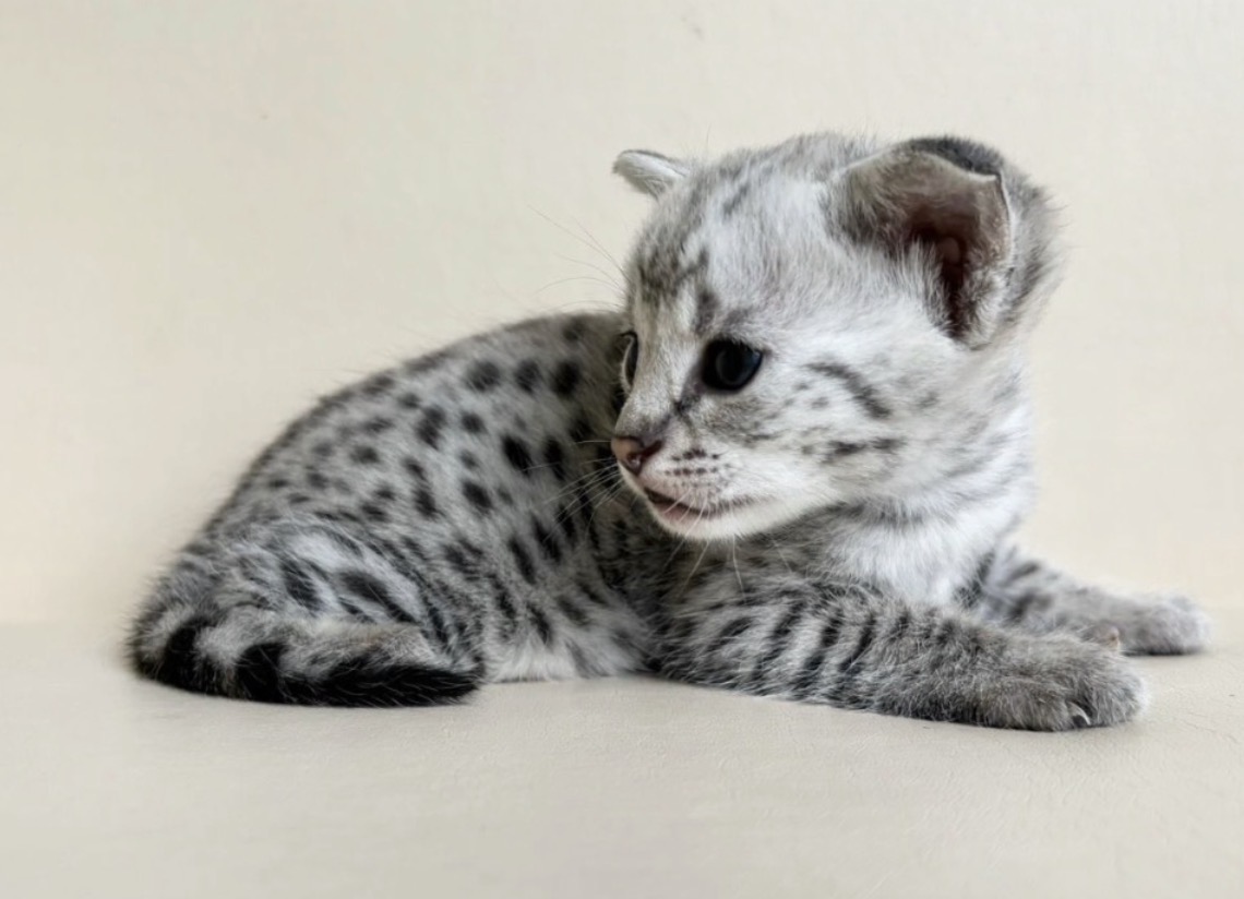 Flint, silver F2 Savannah kitten, photo 8