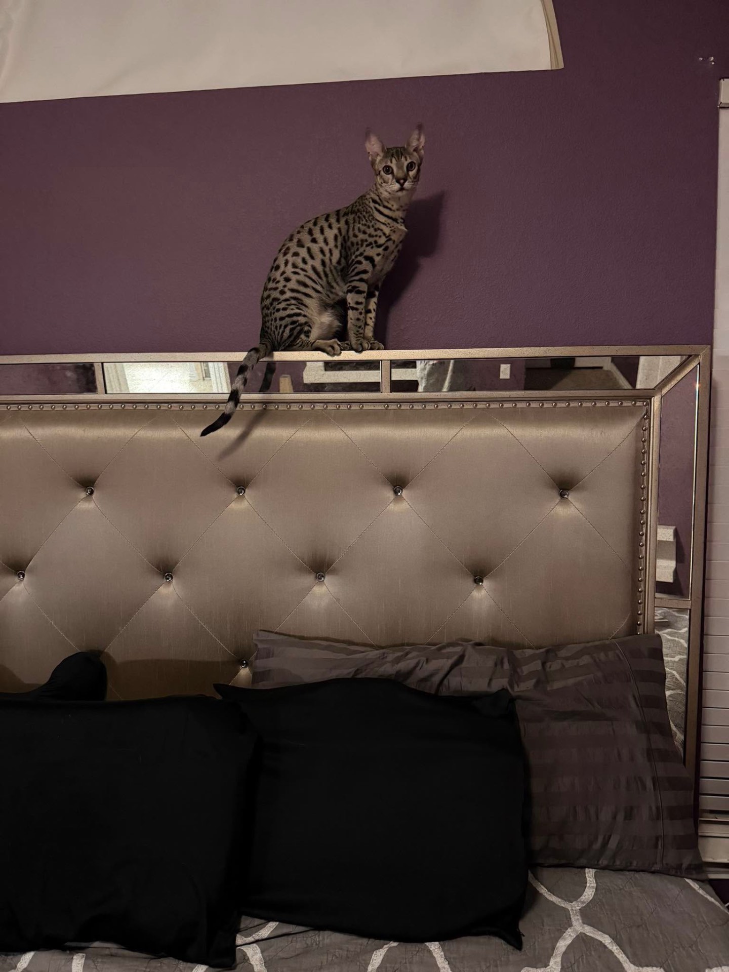 Luna perched on top of the headboard