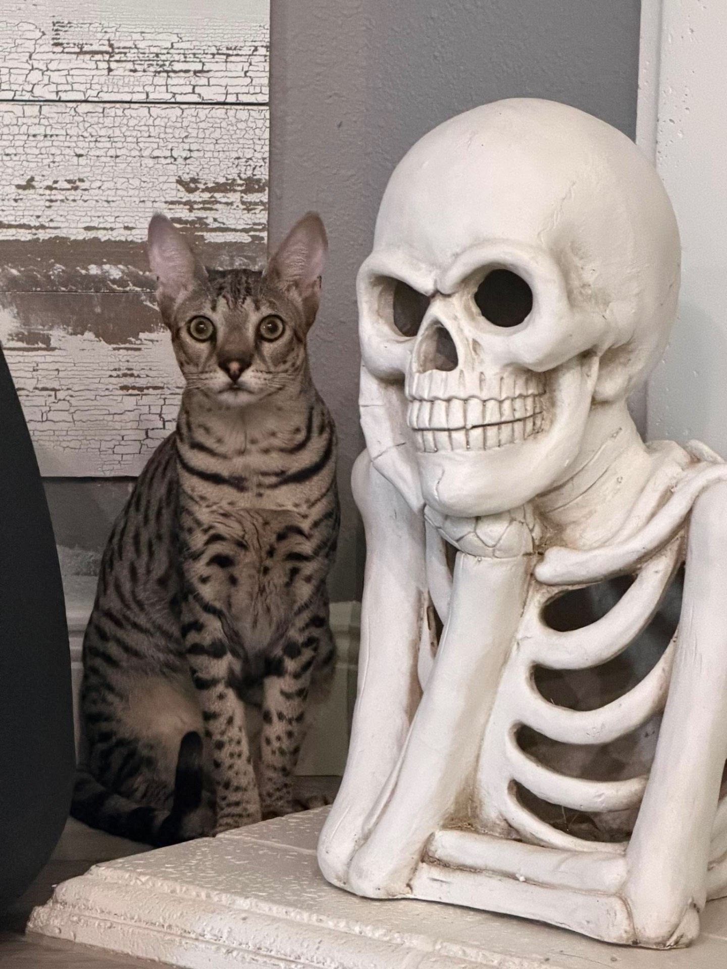 Luna sitting upright beside a decorative skeleton