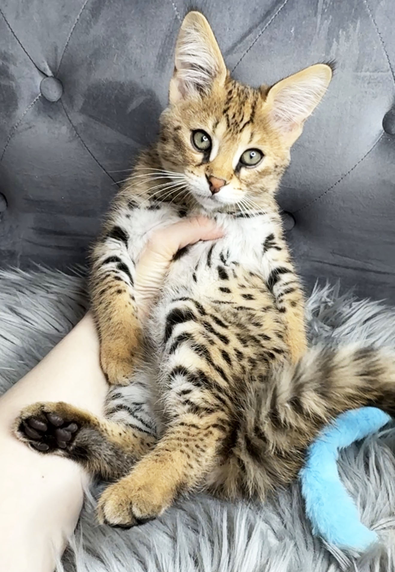 Atreides, F1 Savannah kitten