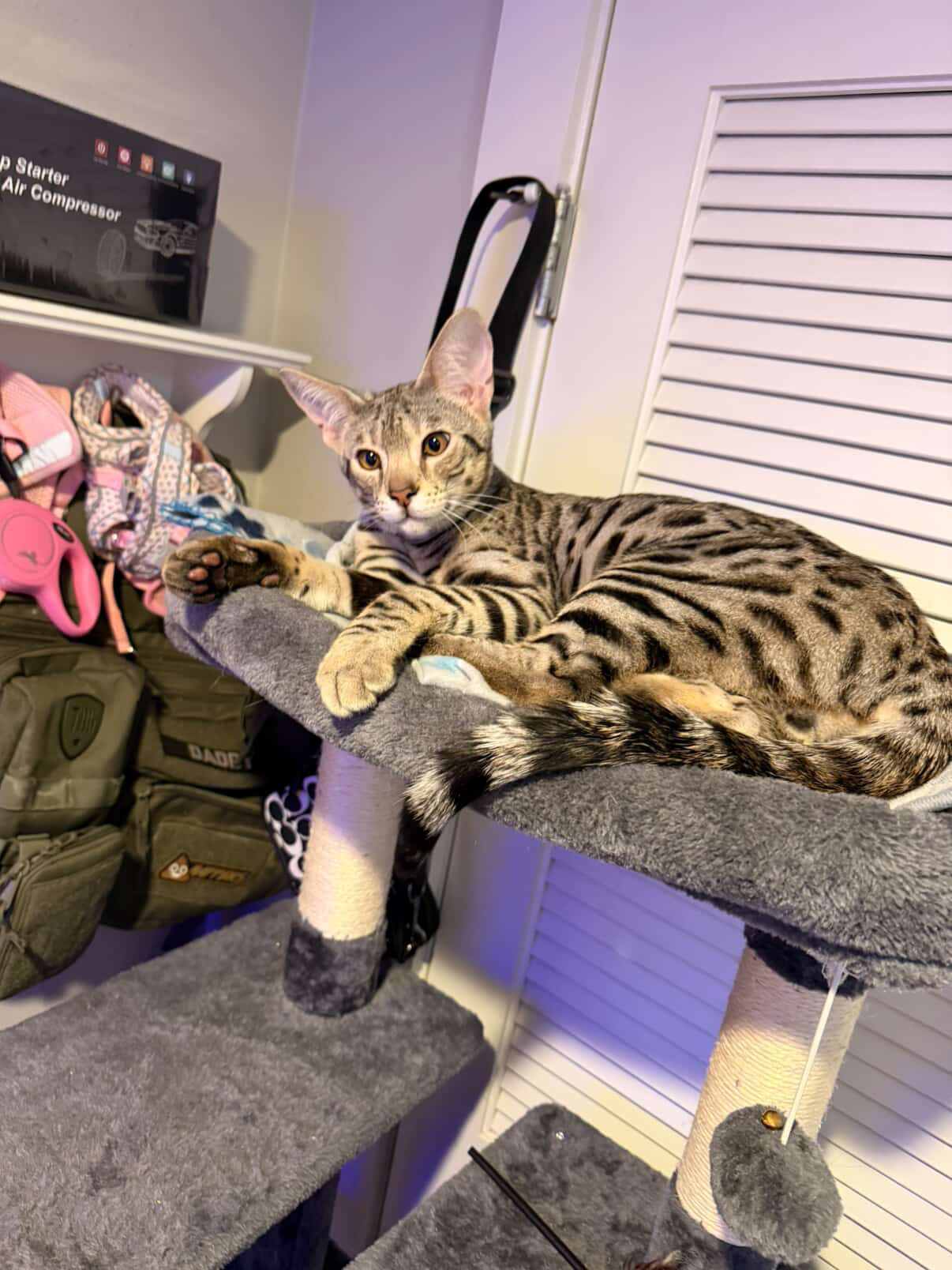 Cartier, F2 Savannah, resting on his cat tree