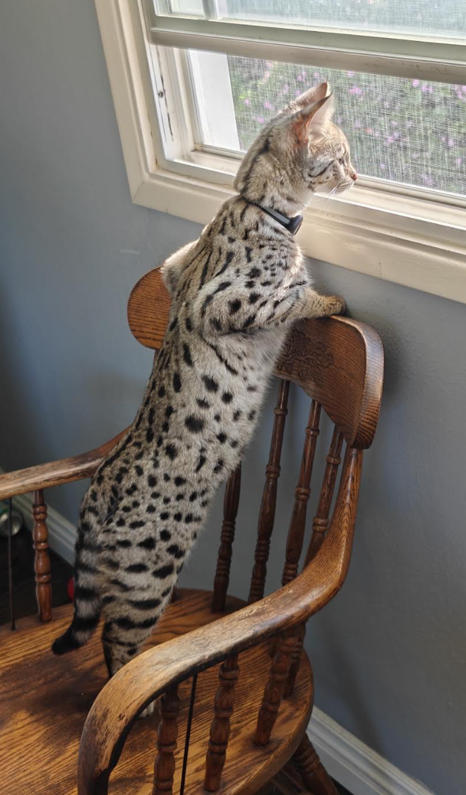 Oreo standing on a wooden chair looking out the window