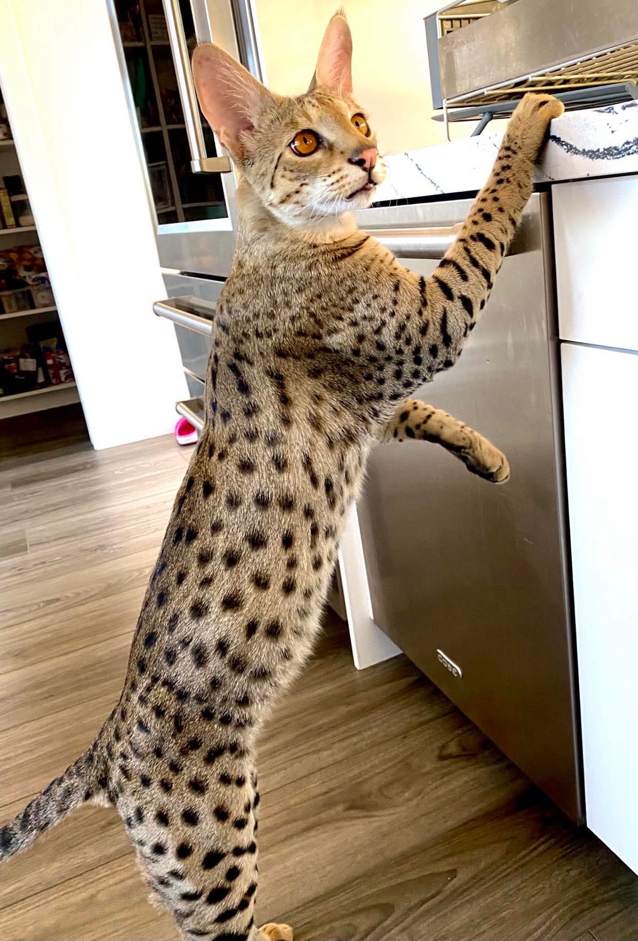 Standing tall against the kitchen counter, ears forward