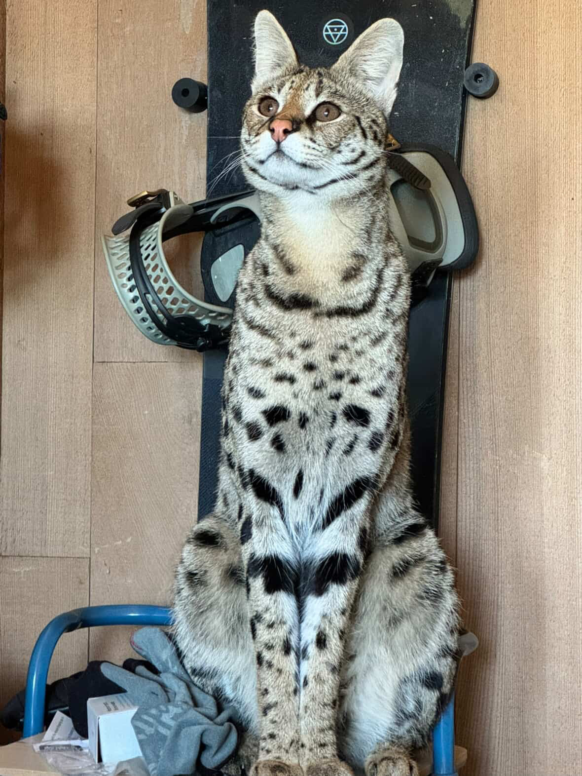 Odin, HP F1 Savannah, sitting tall at home in Poulsbo, Washington