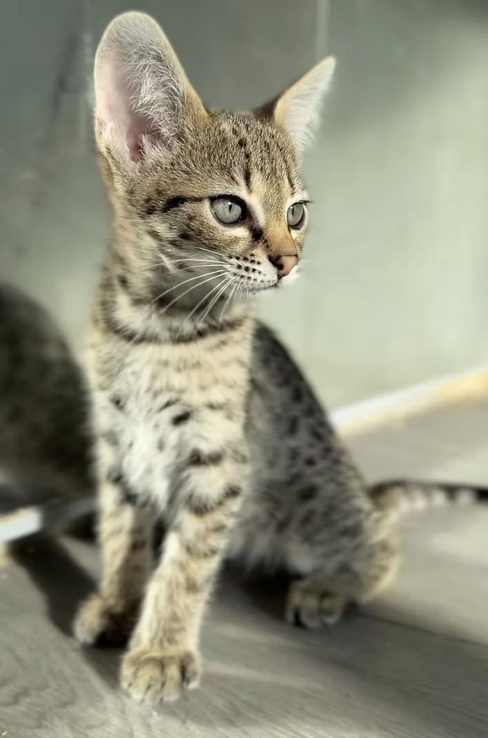 Zaza, photo 6