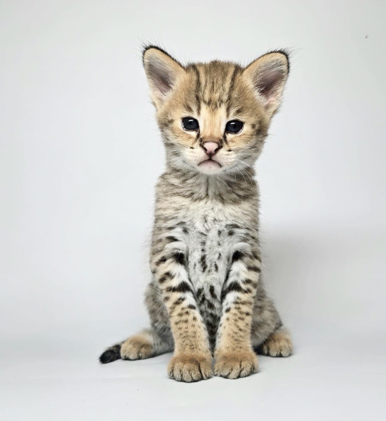Penelope, HP F1 kitten