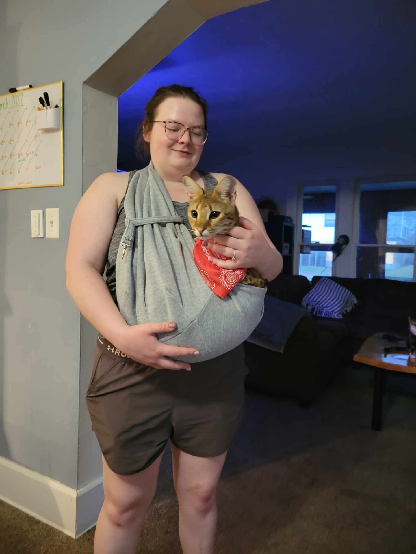 Falcon carried in a sling wearing a red bandana