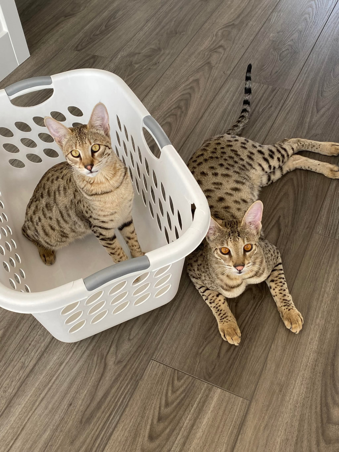 Max and Stella, F2 Savannah littermates, together at home