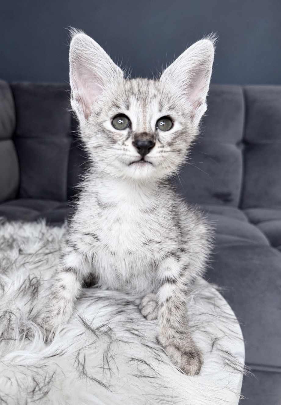 Drako, F1 Savannah kitten