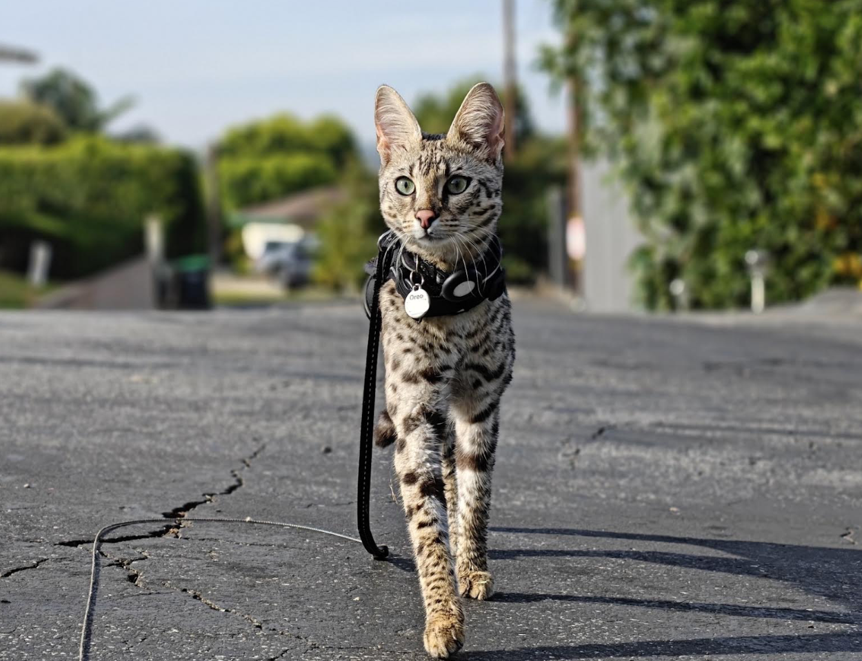 Oreo walking down a quiet street on a leash