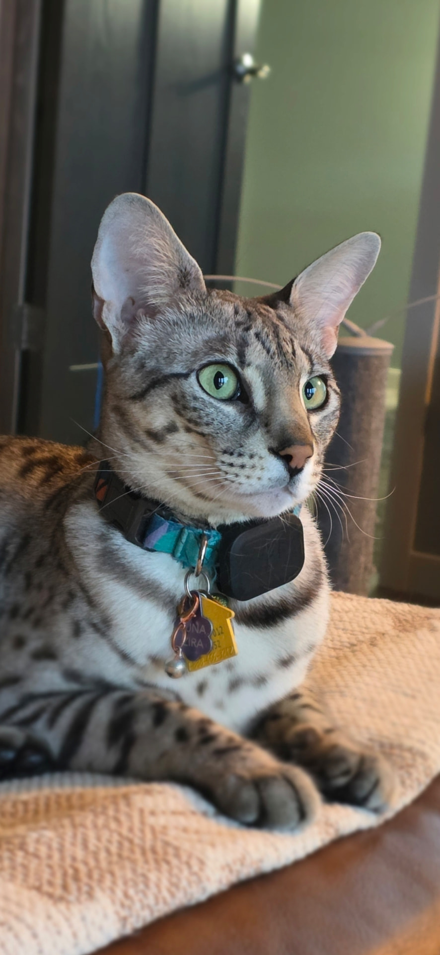 Luna portrait close-up