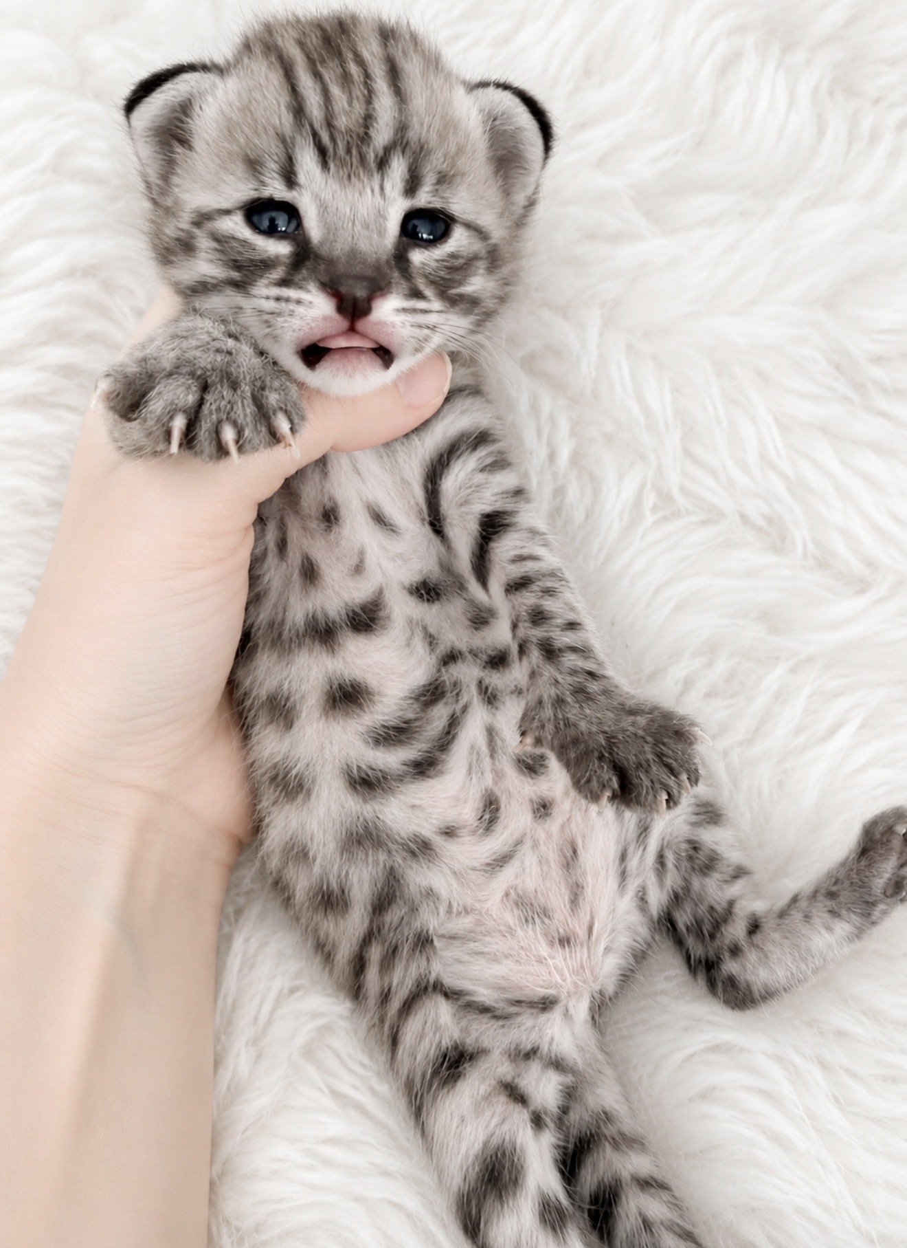 Silver #2, F1 Savannah kitten