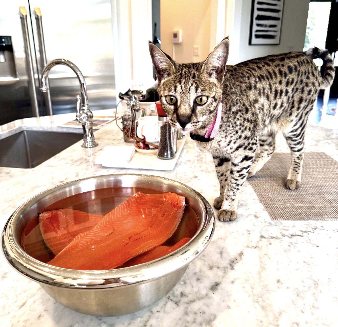 Annabelle inspecting salmon on the kitchen counter