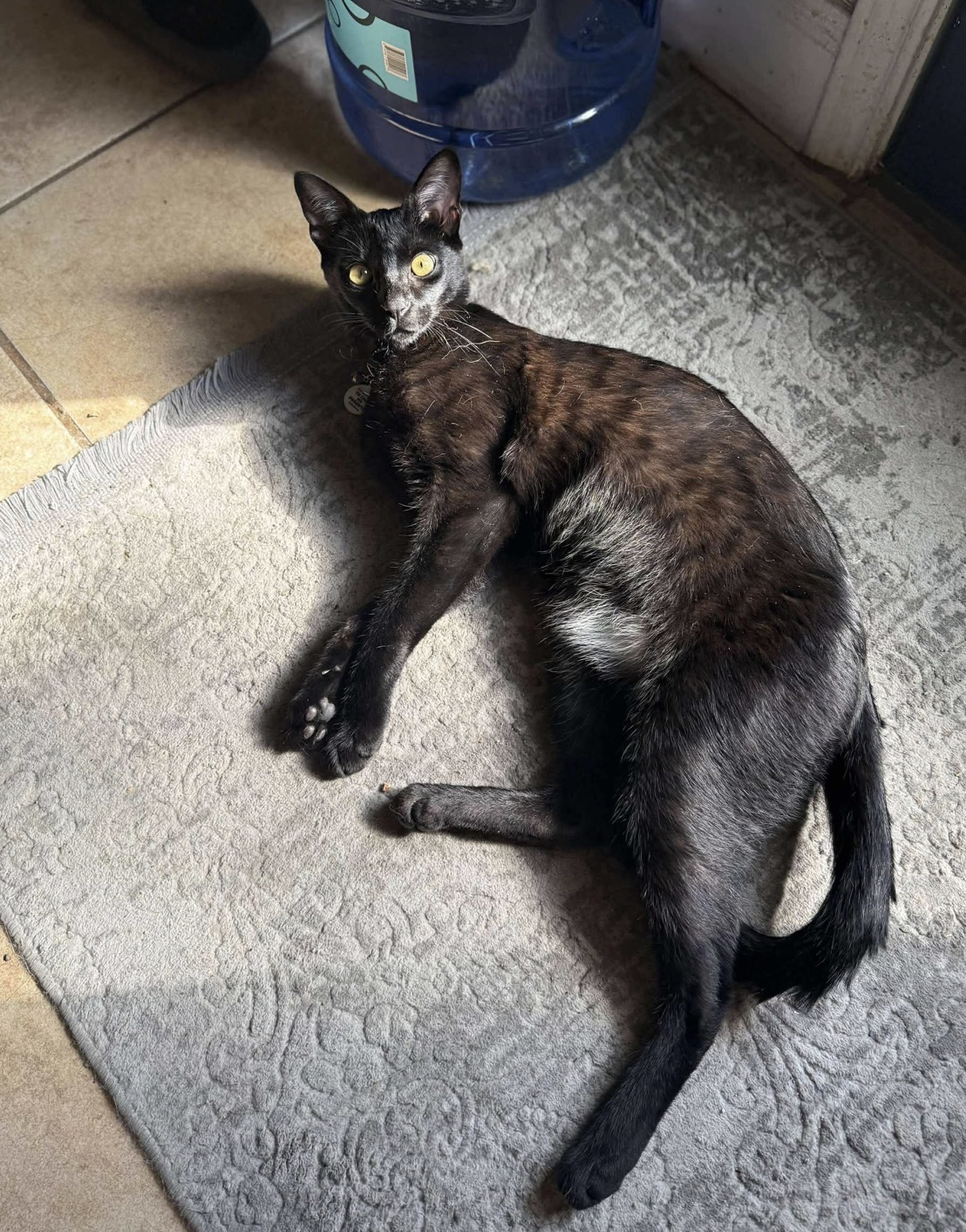 Black Sabbath, melanistic F2 Savannah, stretched out in the sunlight
