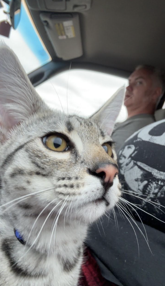 Storm riding along in the car, looking out with curiosity