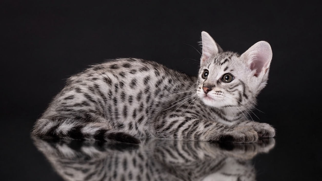Flint, silver F2 Savannah kitten, photo 2