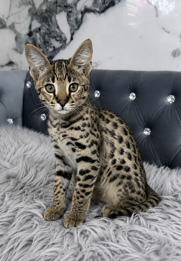 Osiris, F1 Savannah kitten