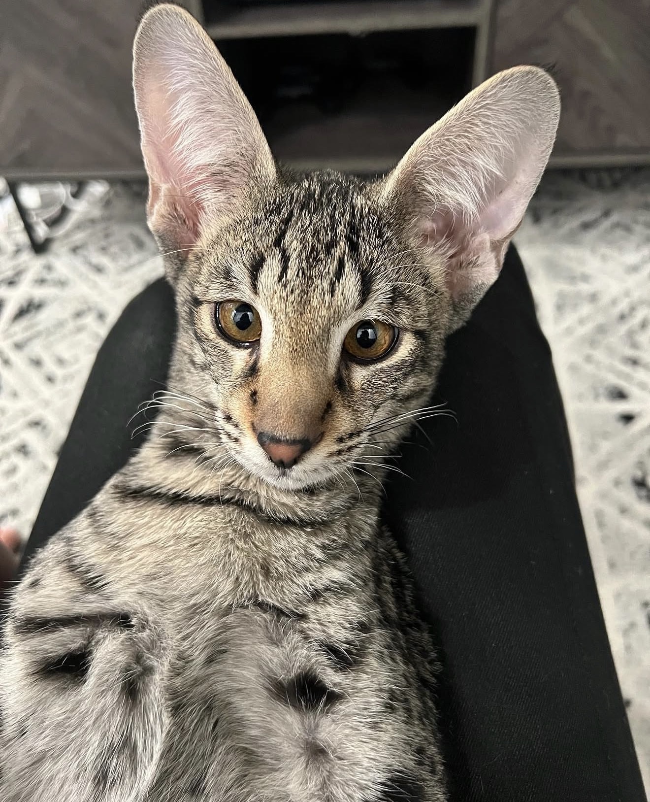 Raj resting on a lap, looking up at the camera