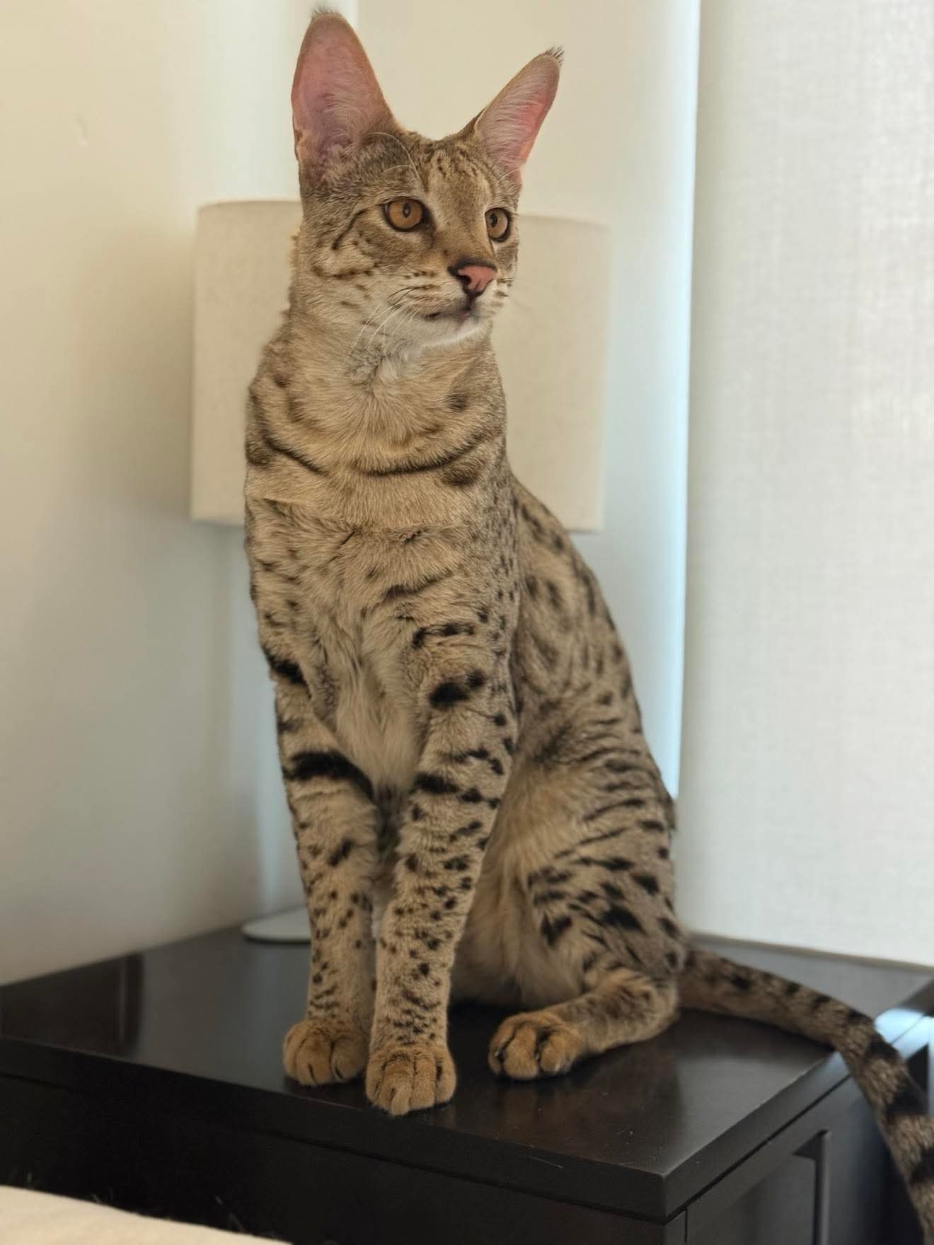One of the littermates sitting calmly on a nightstand