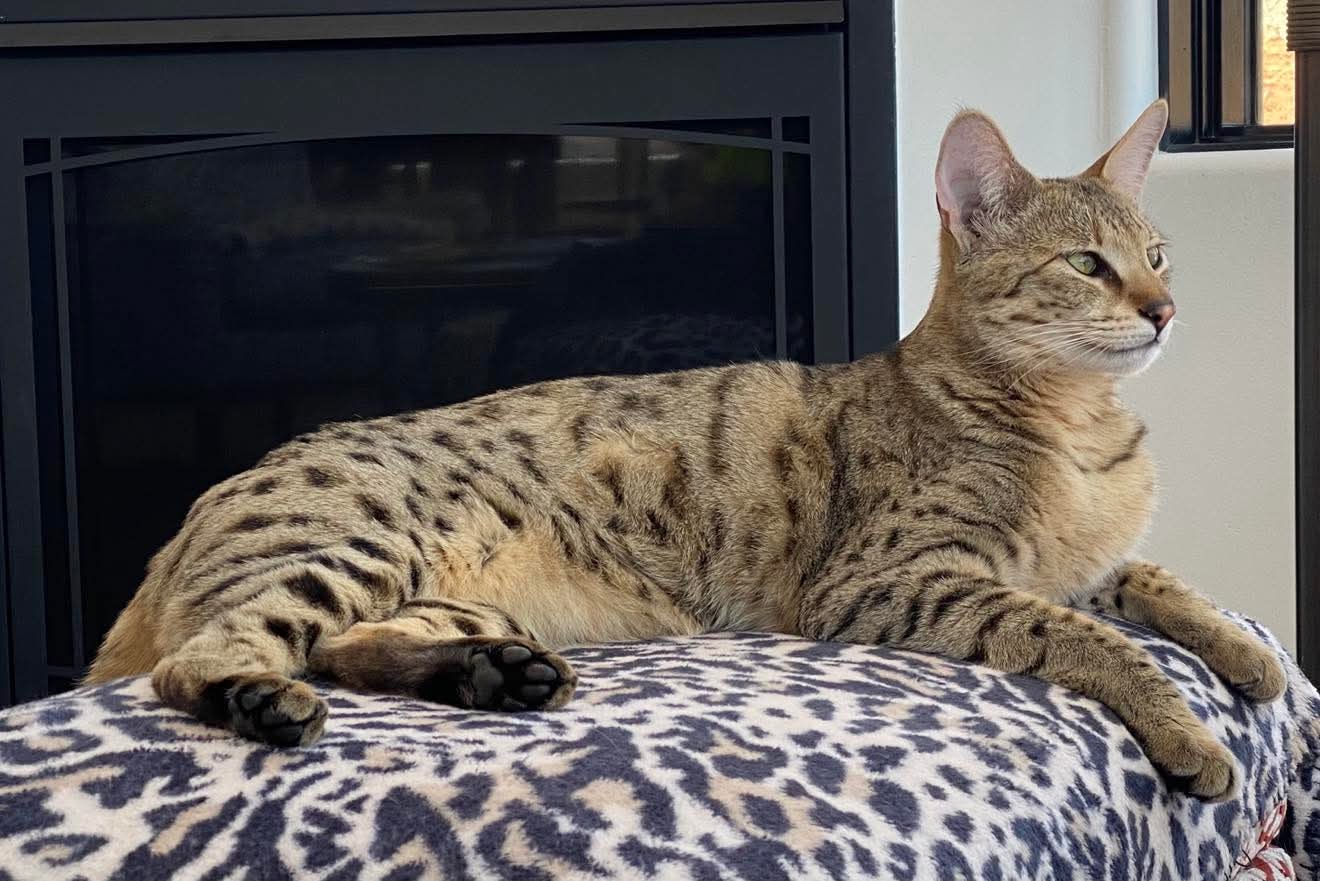 Lounging by the fireplace on a patterned blanket