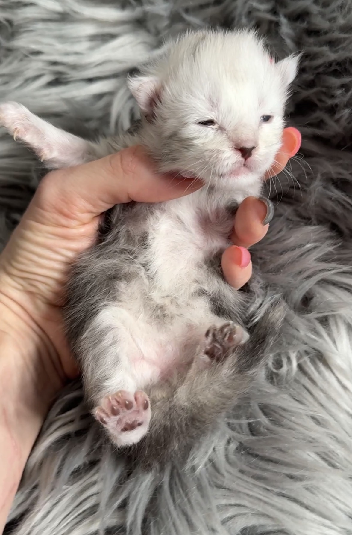 Falkor, European Maine Coon kitten